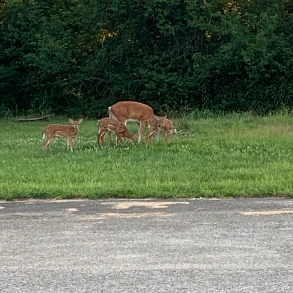 Meet your Posher, Tristin